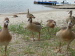 FZ017621 Egyptian Geese (Alopochen aegyptiacus).jpg